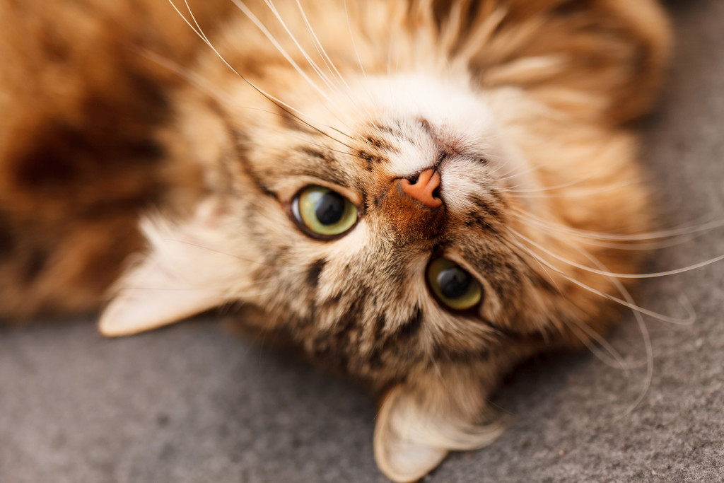 Cat Kidney Problems & Feline Kidney Disease