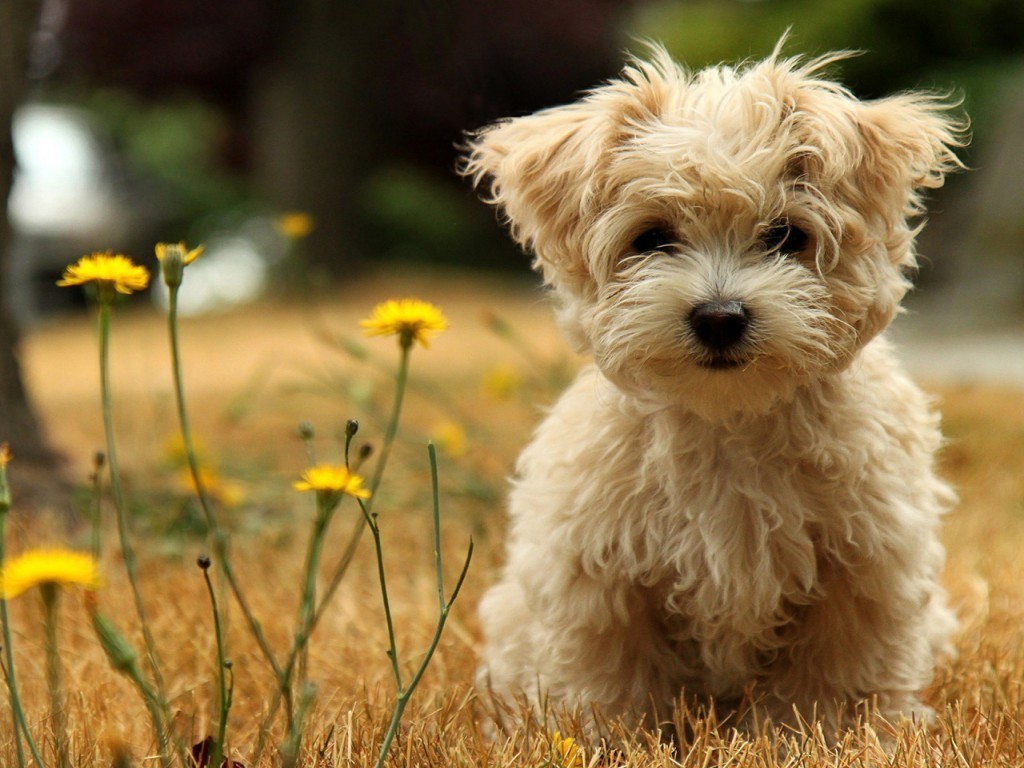 Veterinary Economics Magazine: Cracking Patients Canine Genetic Code