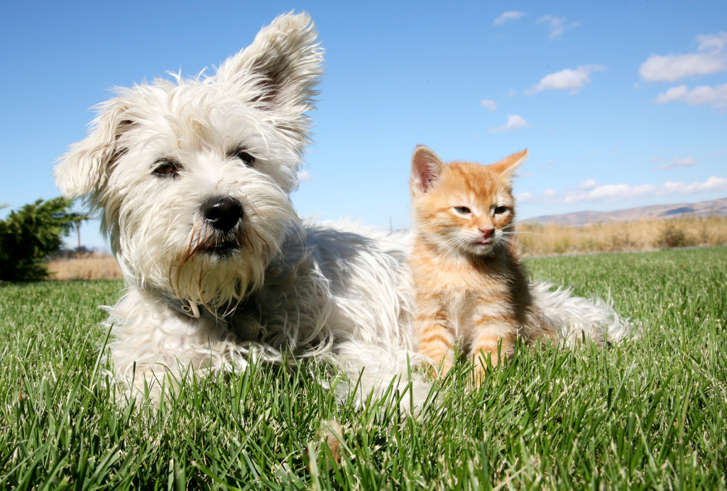 Senior Cat Care - Senior Cat Golden Years