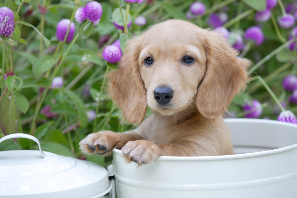 Grow Your Own Herbal Healing Garden