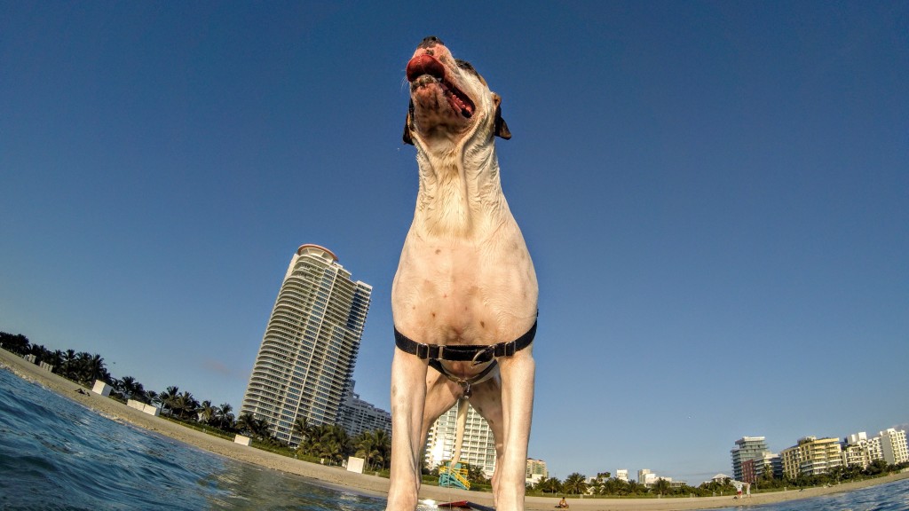 Dog Hormone Disorders: DM, Cushings, Addisons, Thyroid