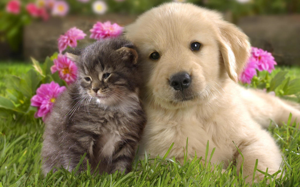 Is Pot Okay for Sick Pets?