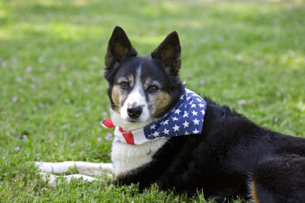 Independence Day Pet Travel Tips
