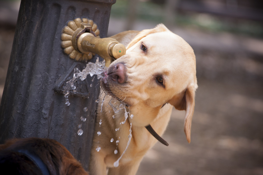 Pet Heatstroke Prevention Tips