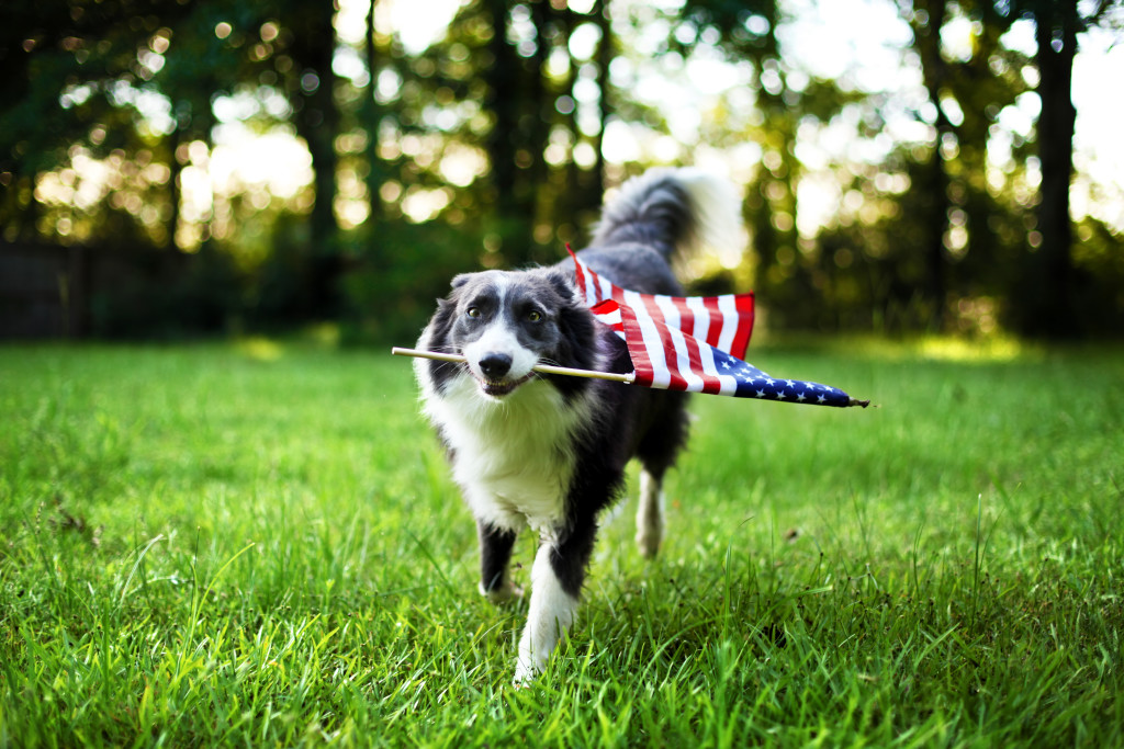 4th of July Pet Safety Tips