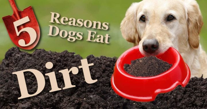 Does Your Dog Eat Dirt?