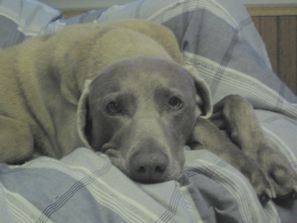 Did Your Dog Have a Stroke?
