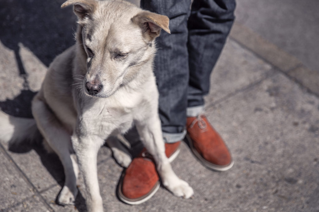 Man’s Best Friend May Now be the Breakthrough to the Cure in Treating Cancer