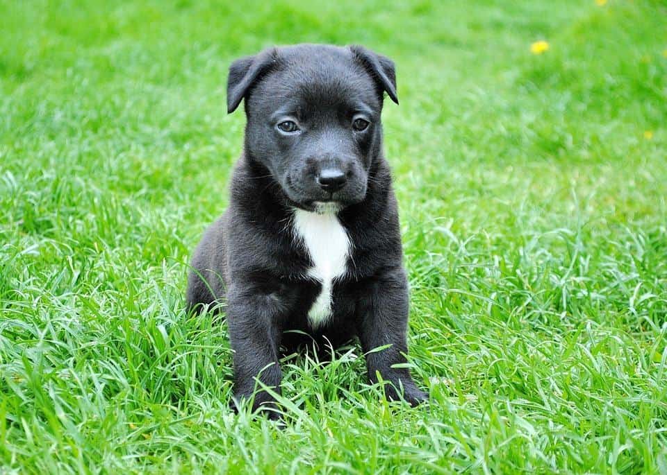 The Do’s and Don’ts of Helping Your Dog Control their Barking Habits