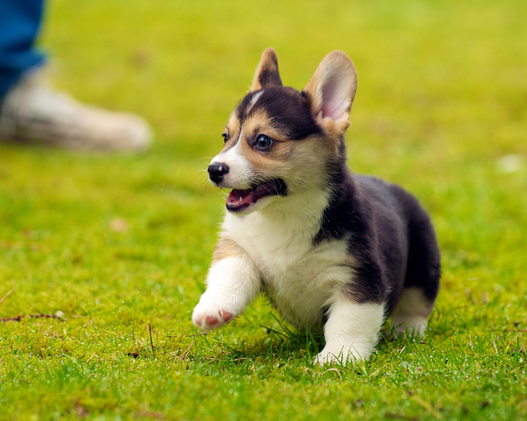 Bid Farewell to Fleas Naturally