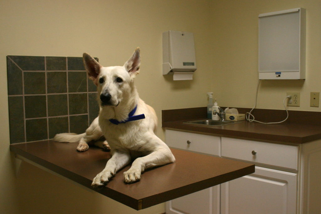 Benefits of Dog Neuter and Spay