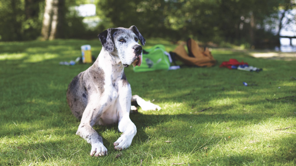 Dog Vomiting