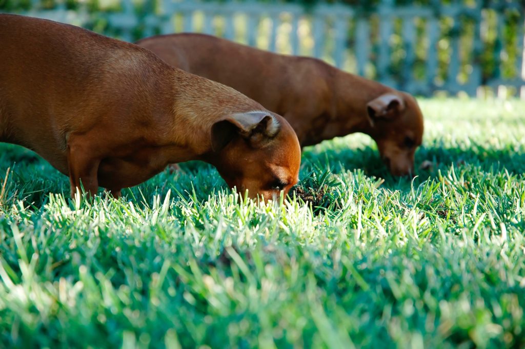Your Dog's Food!