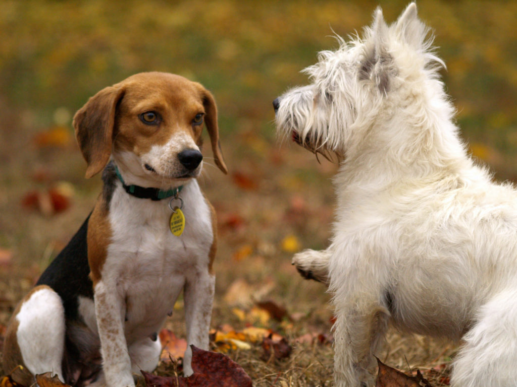 New Cancer Treatment Pill for Canines Turning Heads at Chagrin Falls