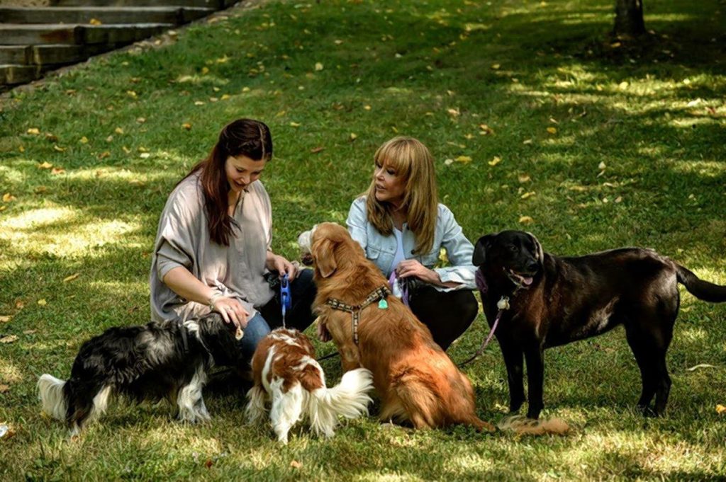 Dog cancer clinical trial gives sick puppies a new leash on life