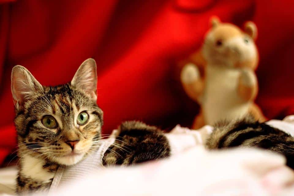 Keeping Pets Safe from Decorations