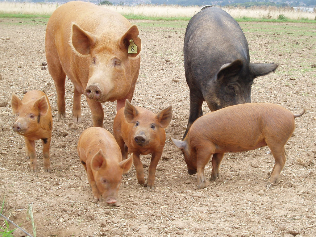 pet pigs