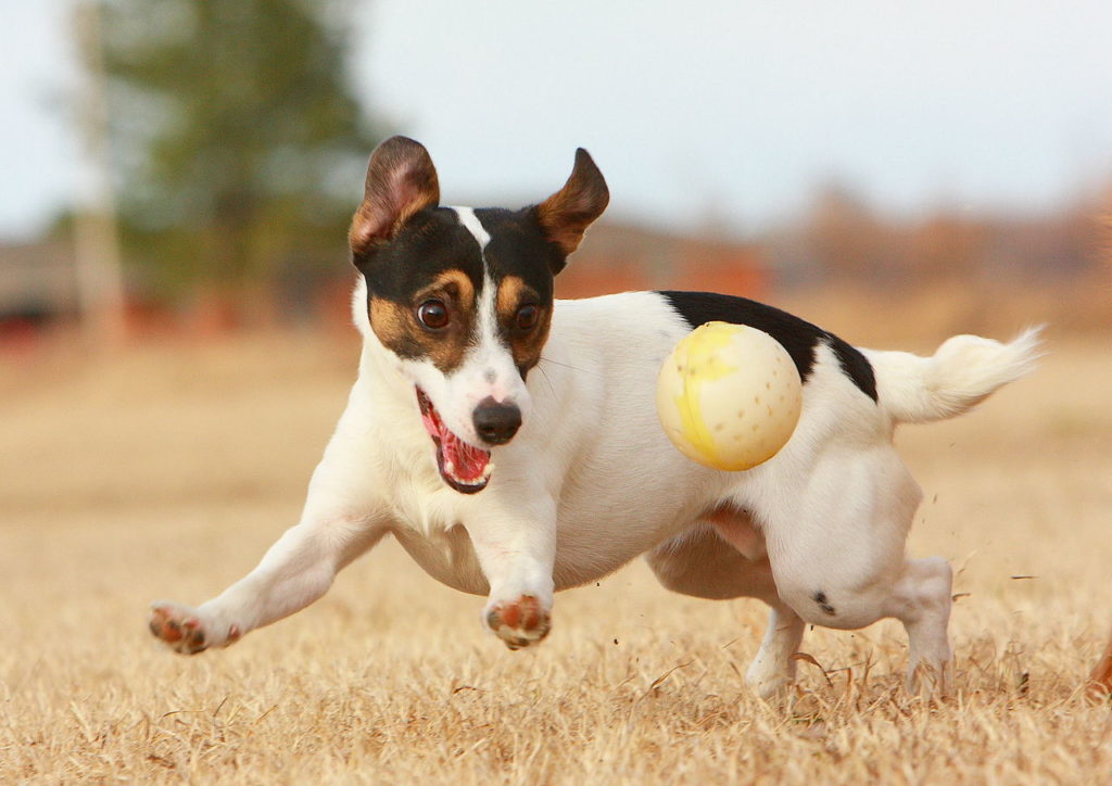 Which Type of Exercise is Right for Your Dog?