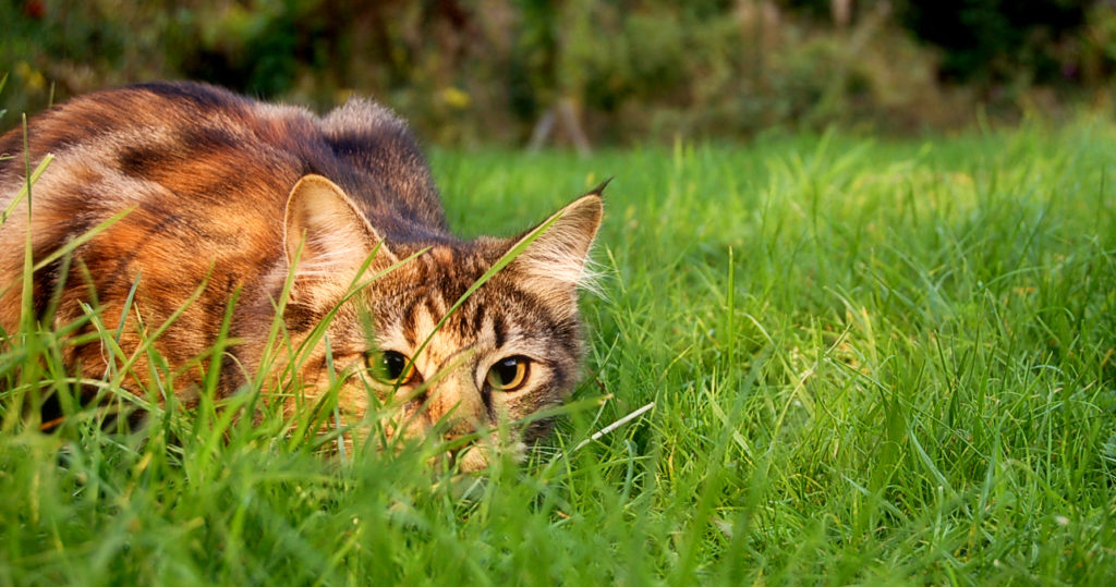 Cats Hunting