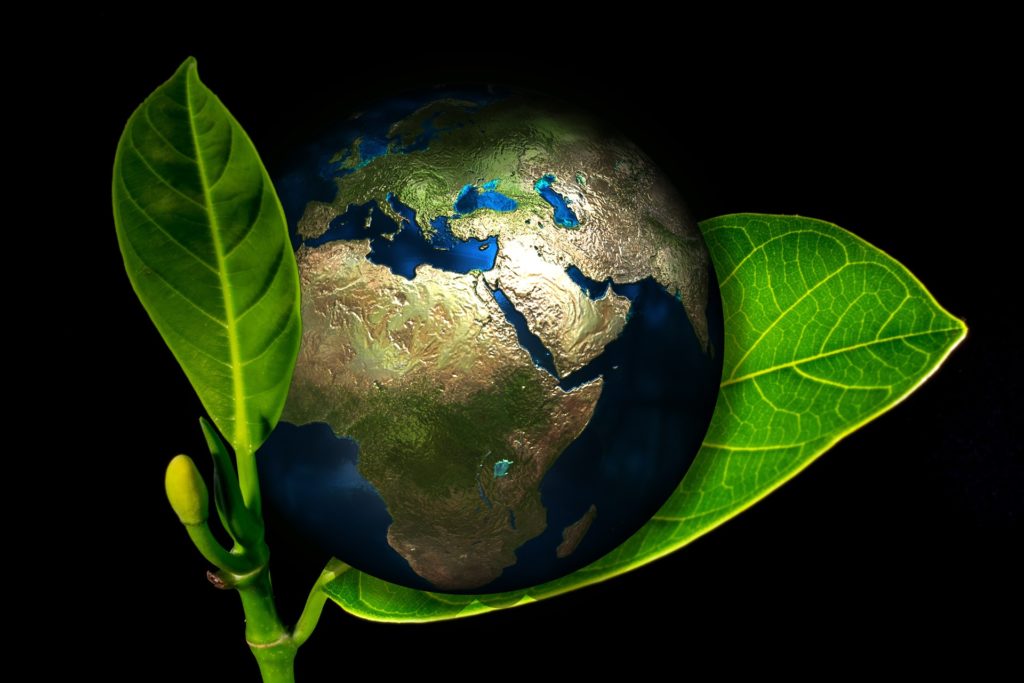 Your Pet’s Carbon Footprint
