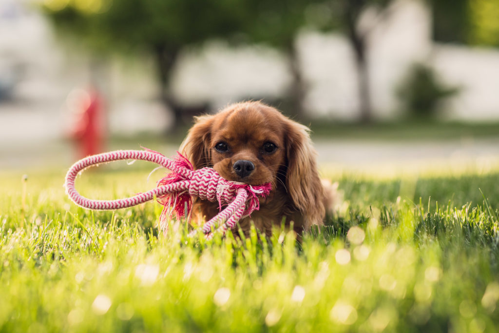 Debate Continues Over Use Of Cannabis to Treat Canine Health Issues