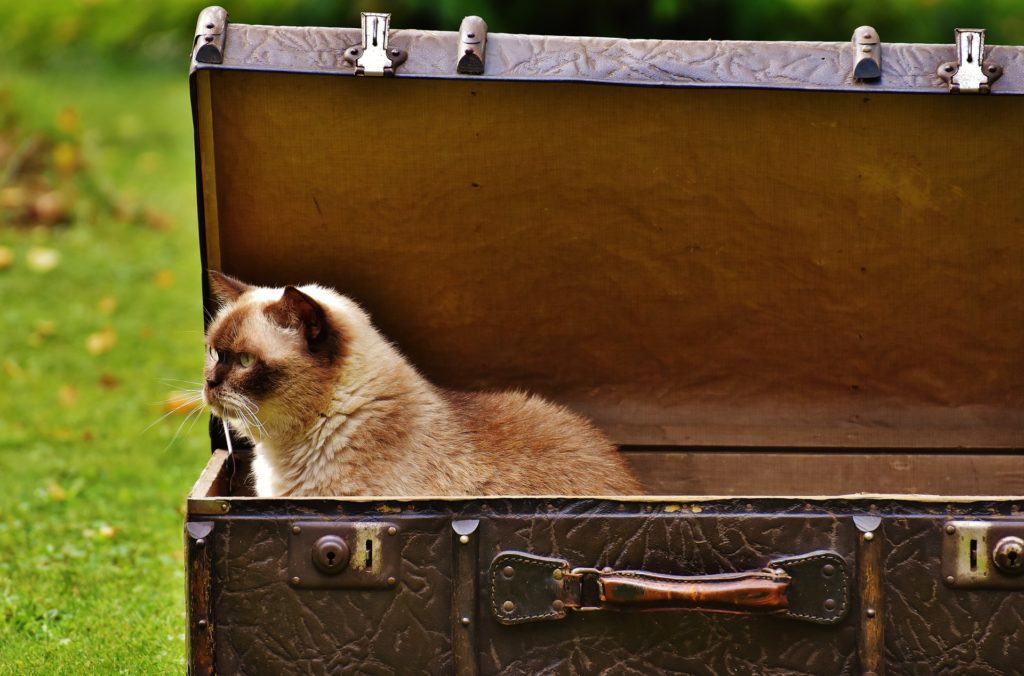5 Tips for Staying Safe and Sane While Traveling With Your Pet