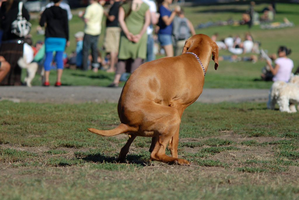 Four Worms You Can Get From Your Dog