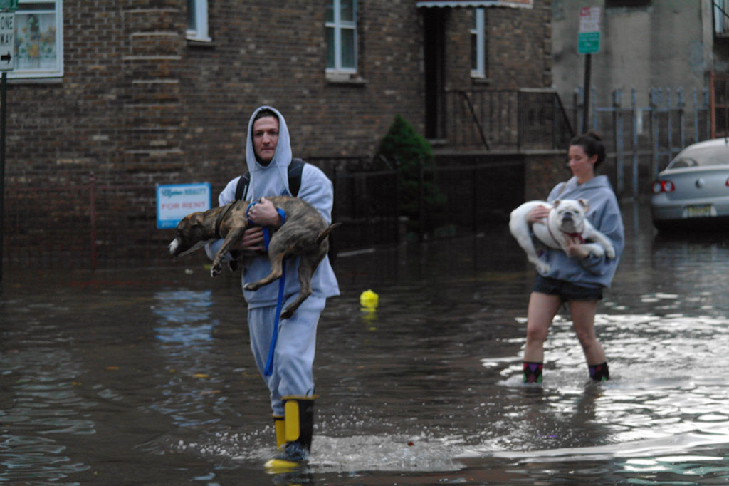 Veterinary Industry Helps Pets in Disasters