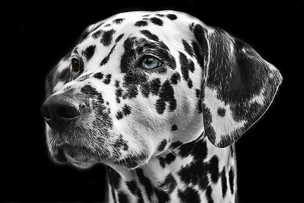 10 Things You Must Know before Using Essential Oils on Your Dog