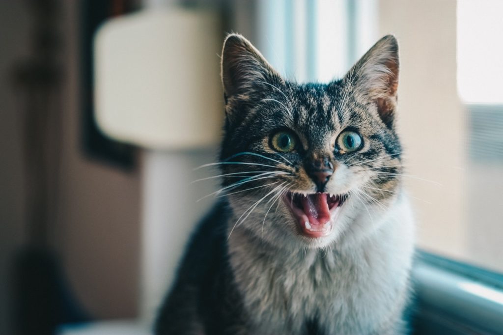 8 Common Litter Box Problems