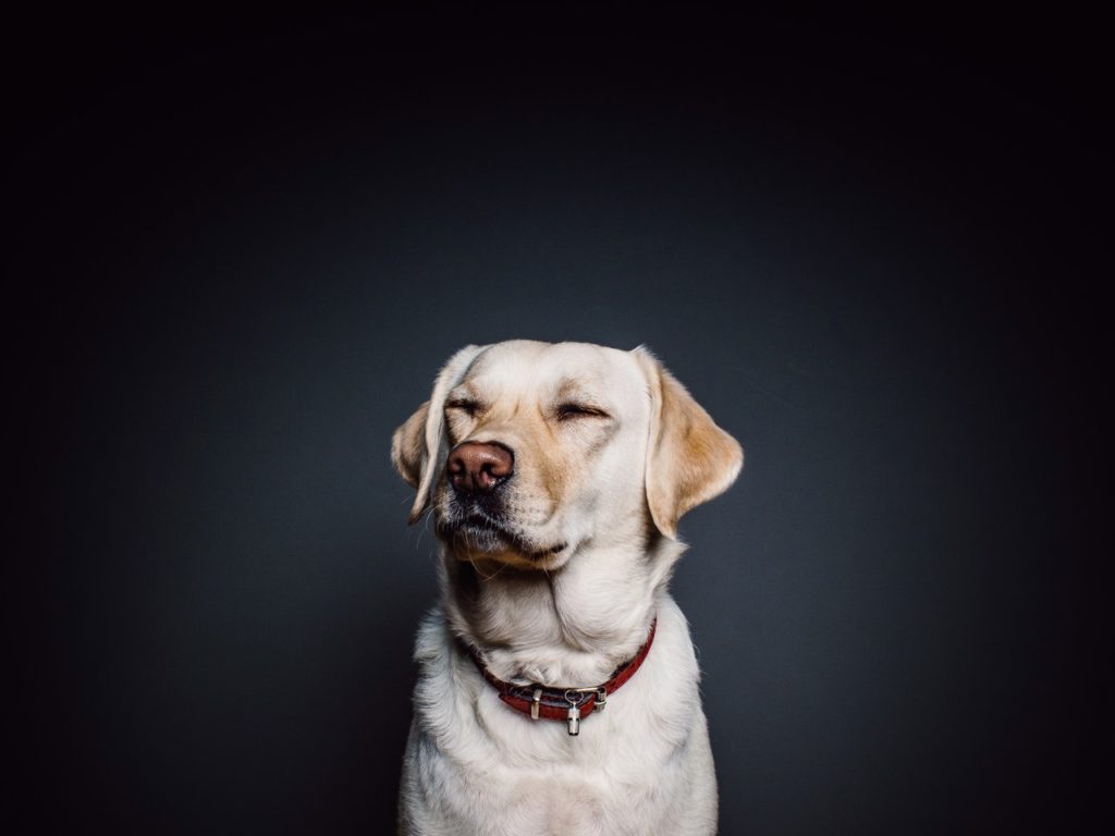 Blue Buffalo Pet Food Lawsuit Inquires