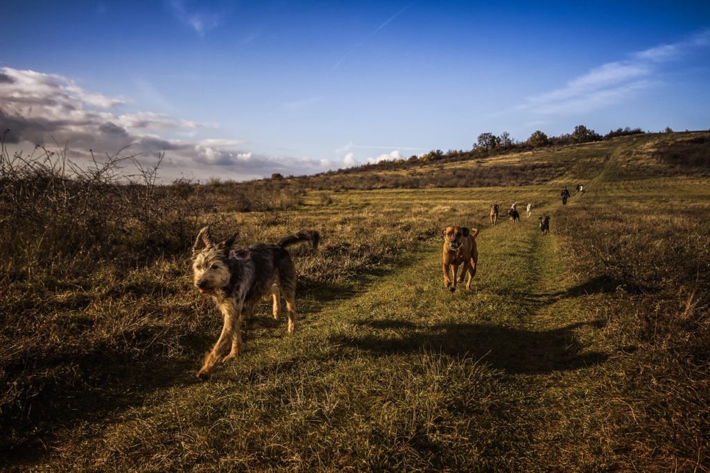 Understanding Dog Dementia - Signs, Treatments and How to Stave It Off