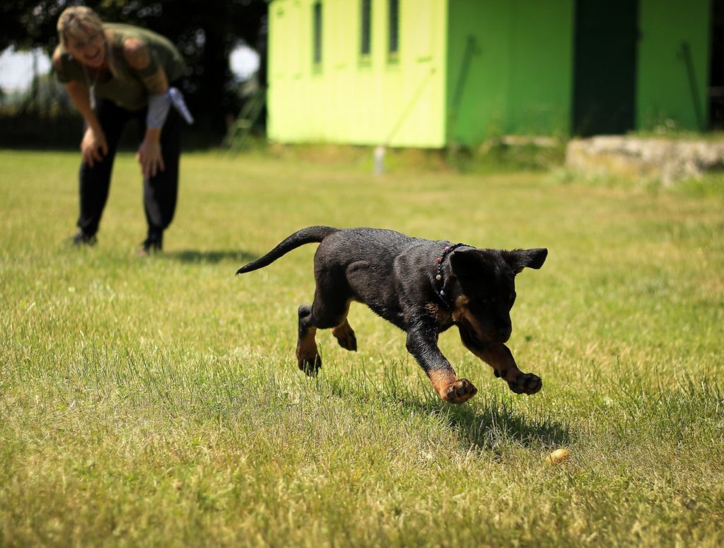 Puppy Potty Training: Do’s & Don’ts