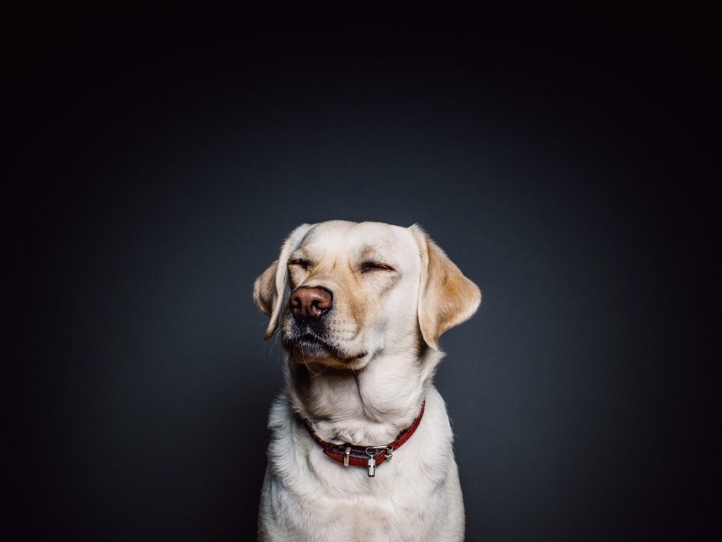 The Psychic Abilities of Pets - Dr. Carol Obsorne