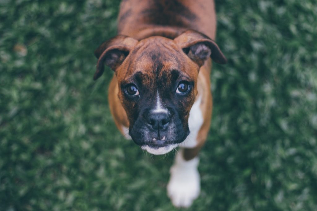 Dog Parks Are A Must When Summer Comes Around