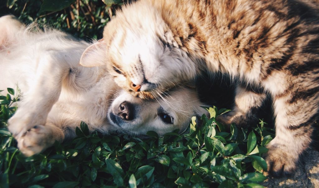 Natural Flea Remedies for Dogs & Cats