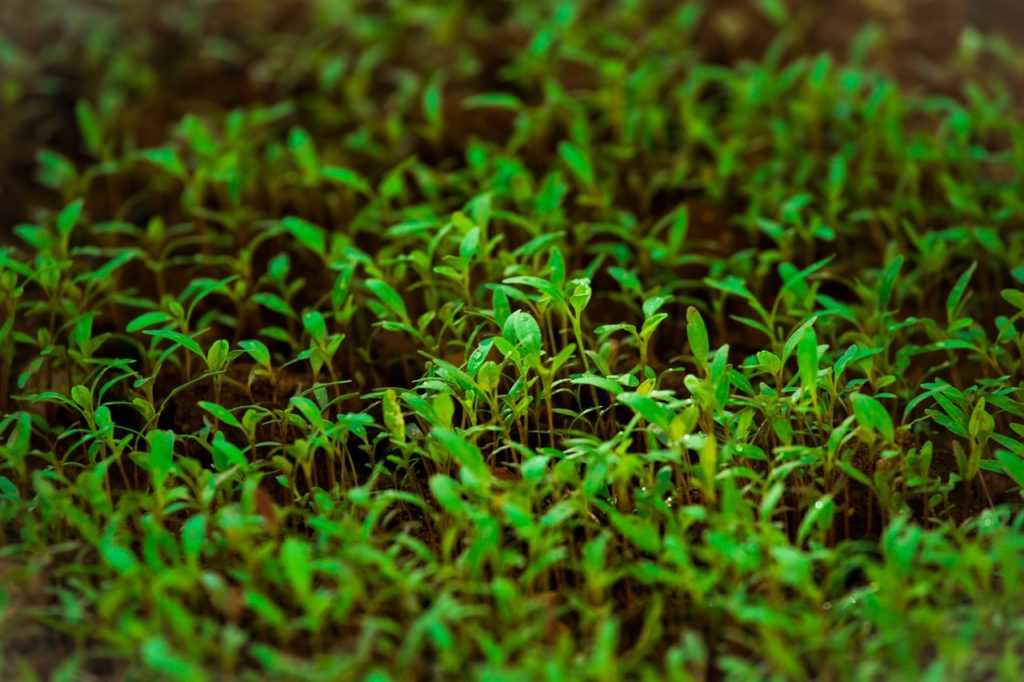 Sprouts for Pets Crunchy Nutrition Animals Will Love