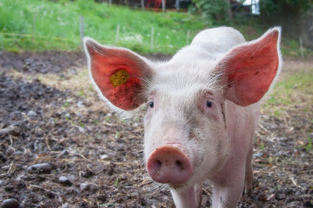 Is a Pet Pig a Health Hazard?
