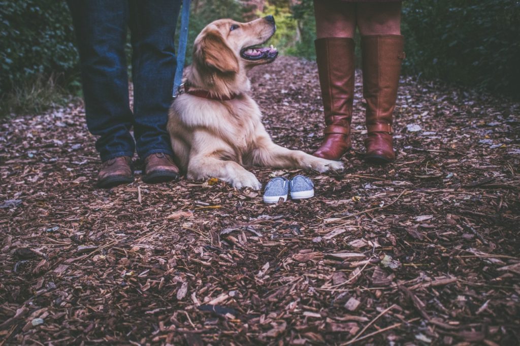What to do for Dog Vomiting