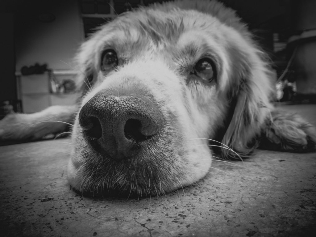 Canine Cannabis