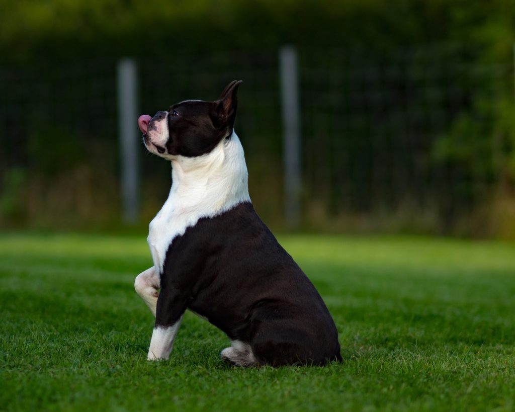 Our Boston Terrier Ellie