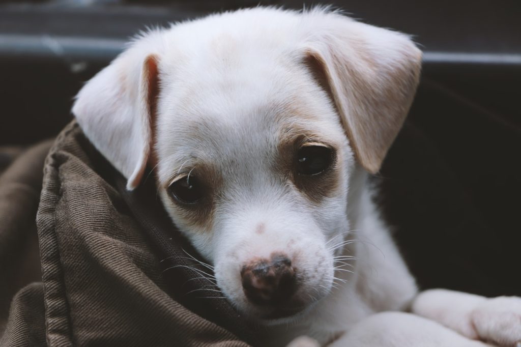 Does your Pet have a Social Life?