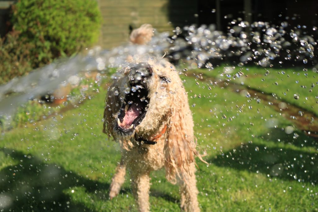 Warning Signs Your Dog Is Suffering from Heat Stroke