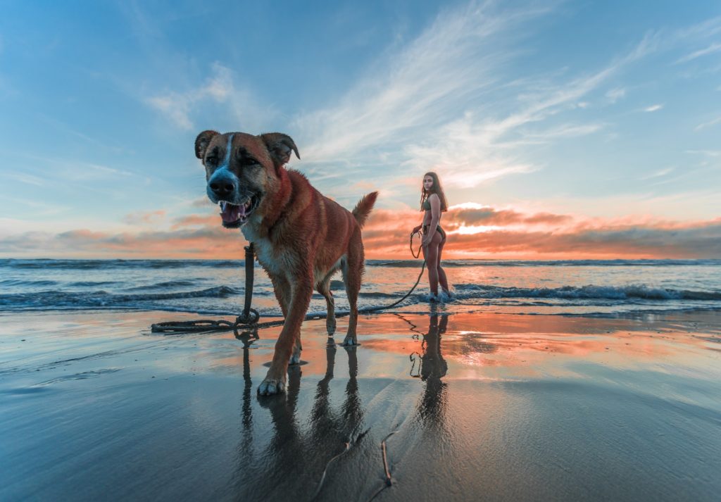 My Dog Twitches - What do Dog Twitches Mean?