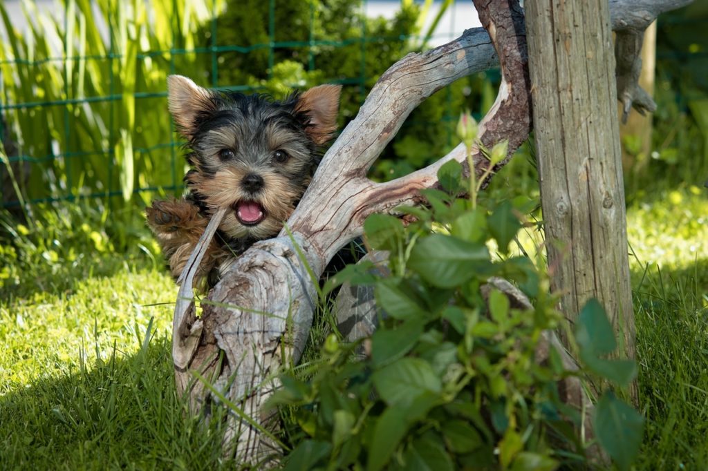 Hazardous Holiday Plants & Pets