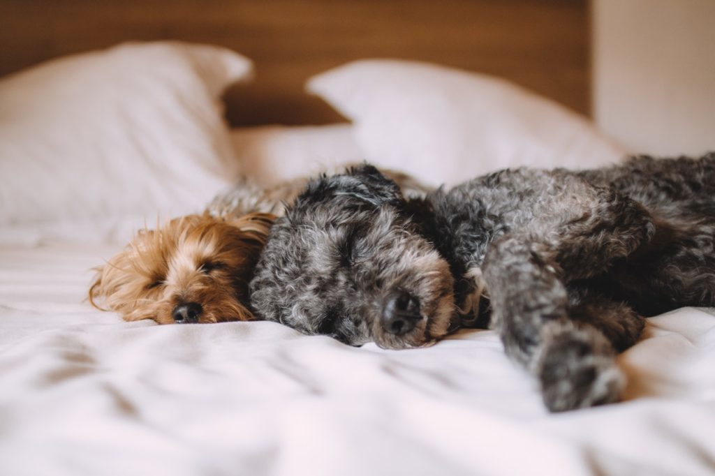 Orijen & Acana Dog Food Euthanasia Solution