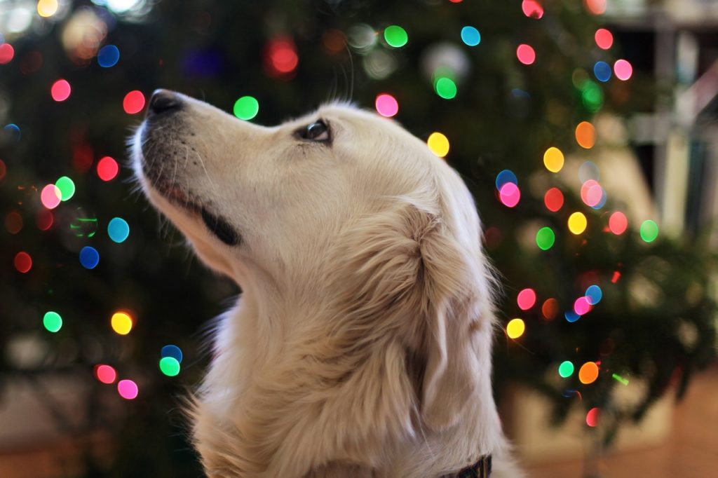 Pet Holiday Decorating Tips