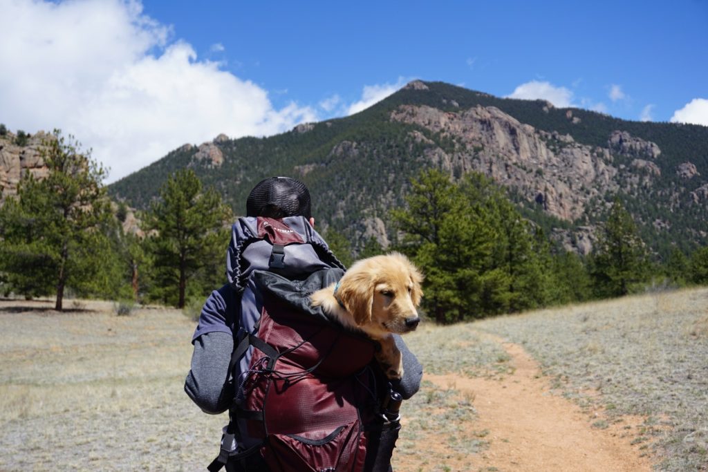 Pet Holiday Travel Tips