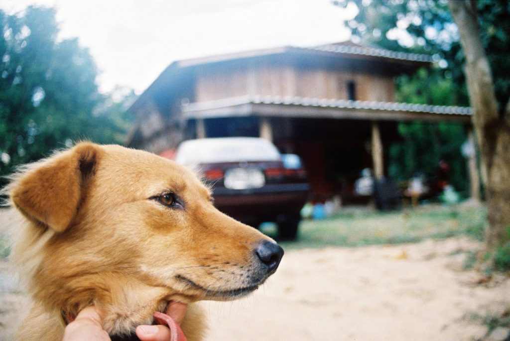 Official Reporting Guide for Pet Owners