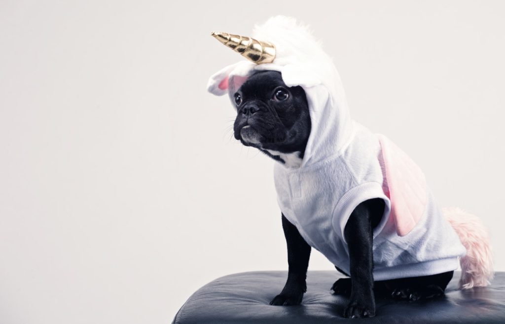 Pet-Safe Holidays - Tips to Keep Them Merry and Safe